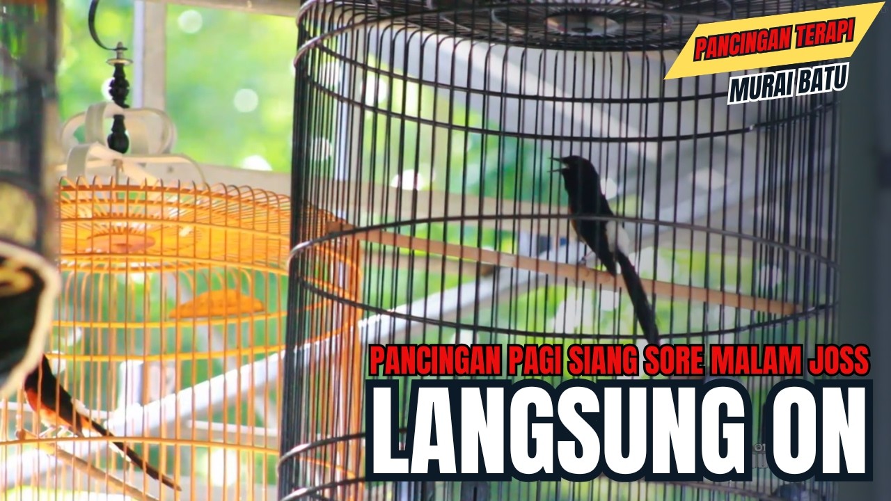 PANCINGAN PAGI-PAGI AGAR MURAI GACOR !!! MURAI MACET PASTI NYAUT EMOS || #01