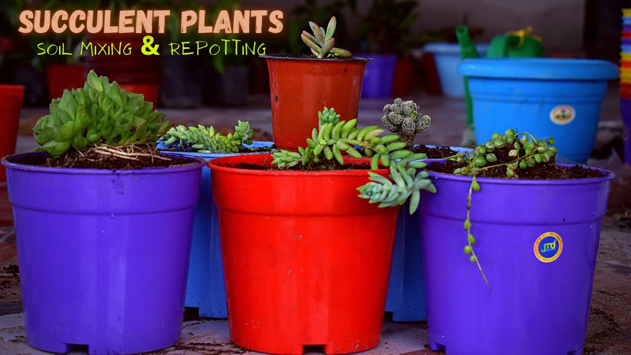 Succulent Plant Soil Mixing and Repotting I Pabitra Garden