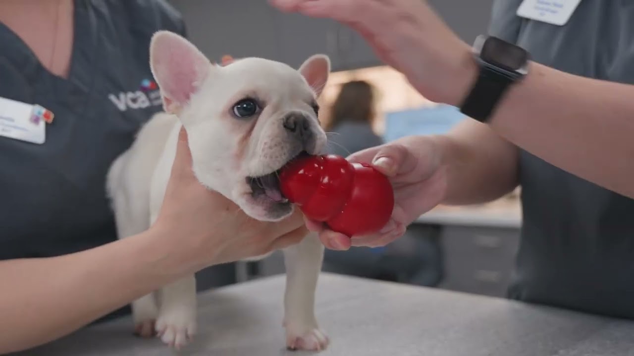 Veterinary Medicine: It takes all of our hands