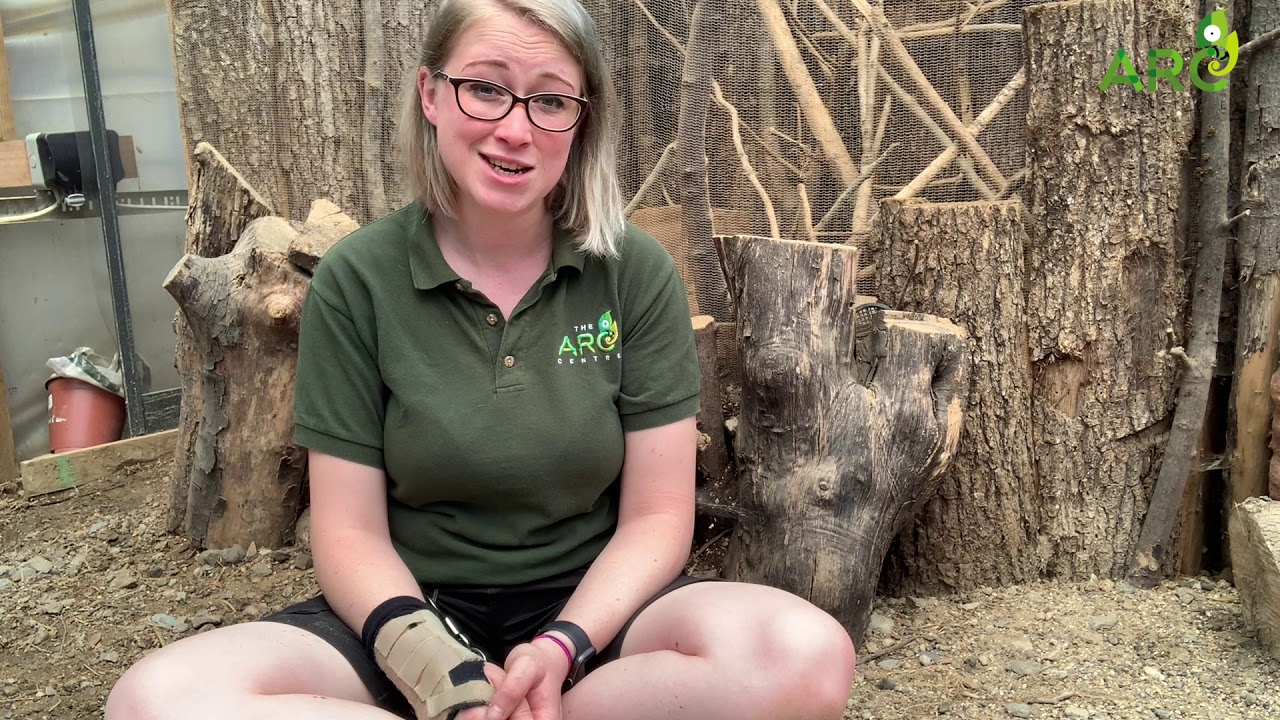 Degus | The ARC Centre
