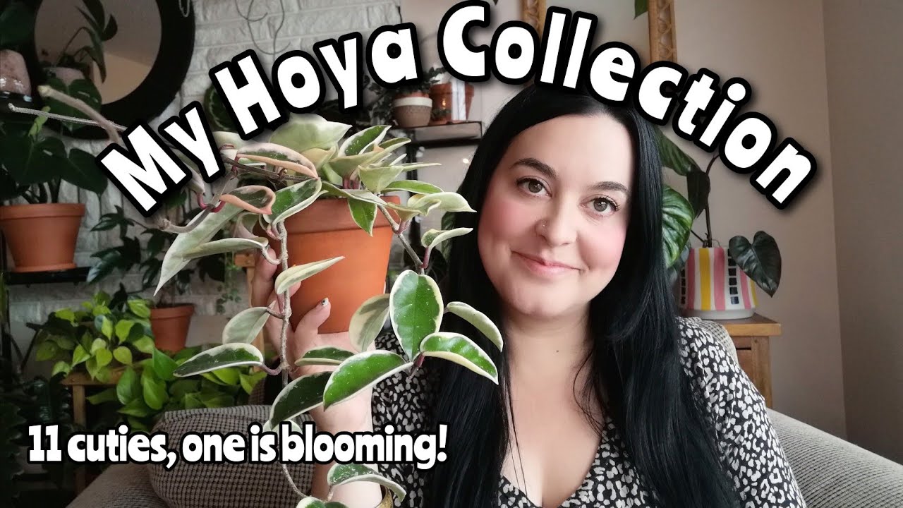 Hoya Collection 2022 🌿11 little cuties🌿