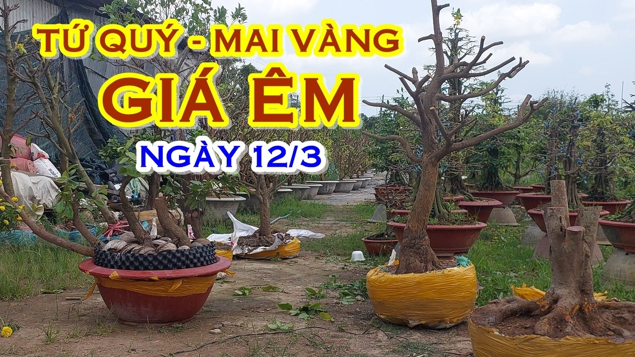 ANH CẢNH 📲 O975988O8O GIÁ TỐT - MAI TỨ QUÝ, MAI VÀNG GIAO LƯU NGÀY 12/3  @MAIVANGNAMBO