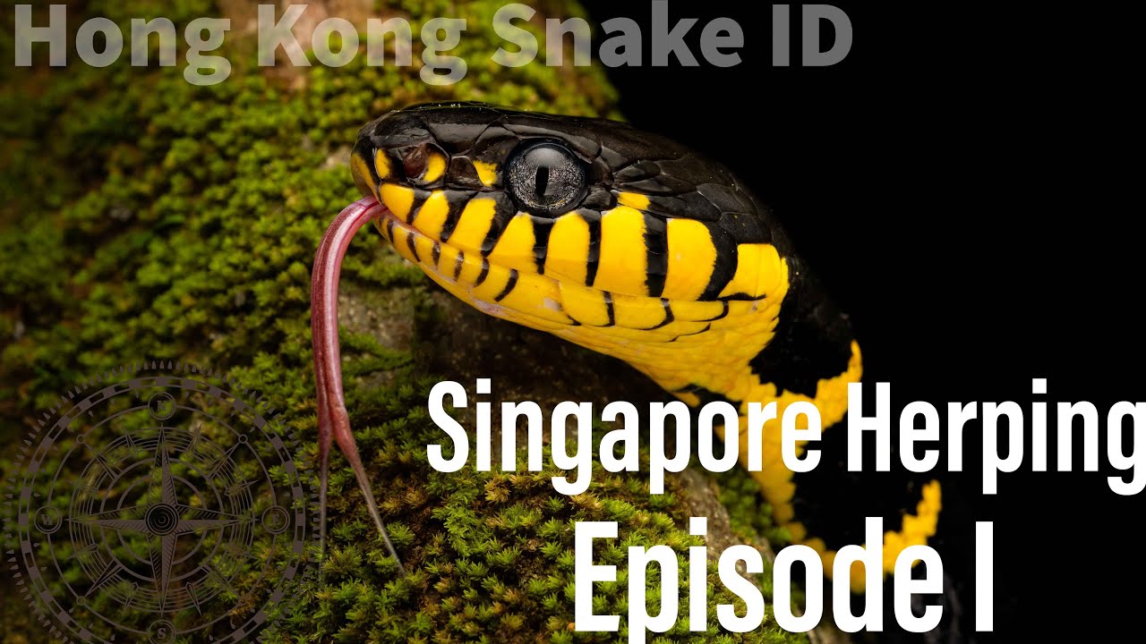 Singapore Herping Vlog I   4K