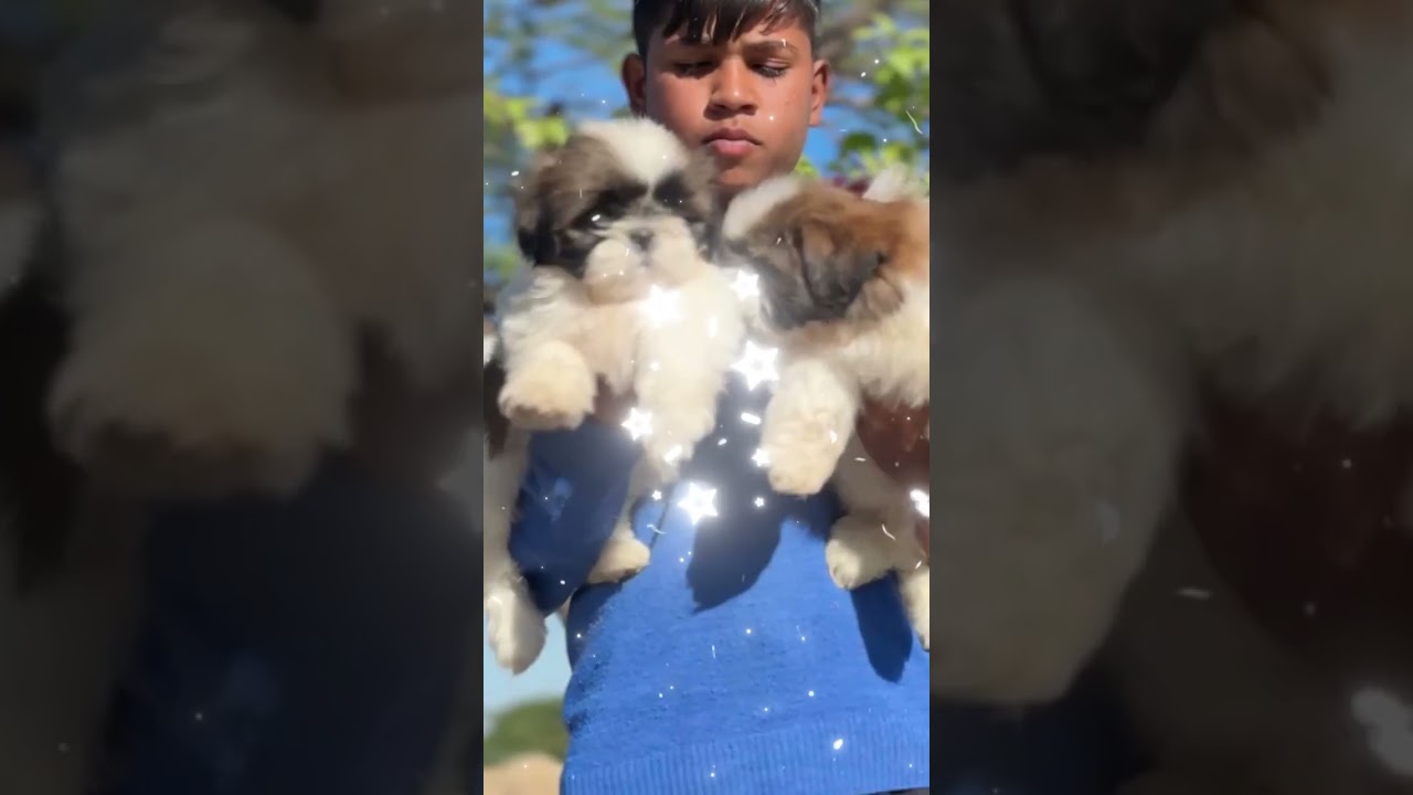 Shitzu  Puppies Sale in Ahmadabad, Gujarat and All Over India Delivery 📞6352527549