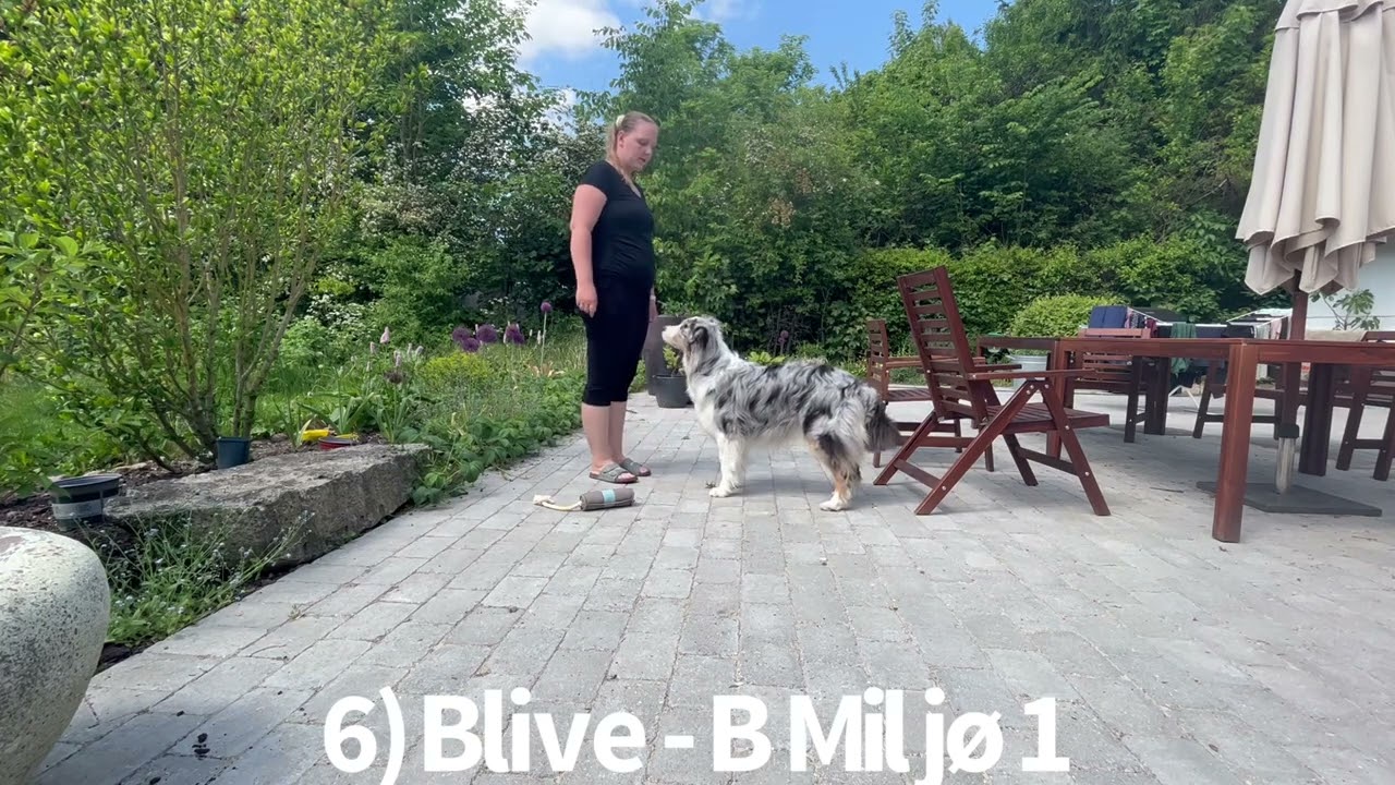 DKK Sirius Lydighed familiehund begynder