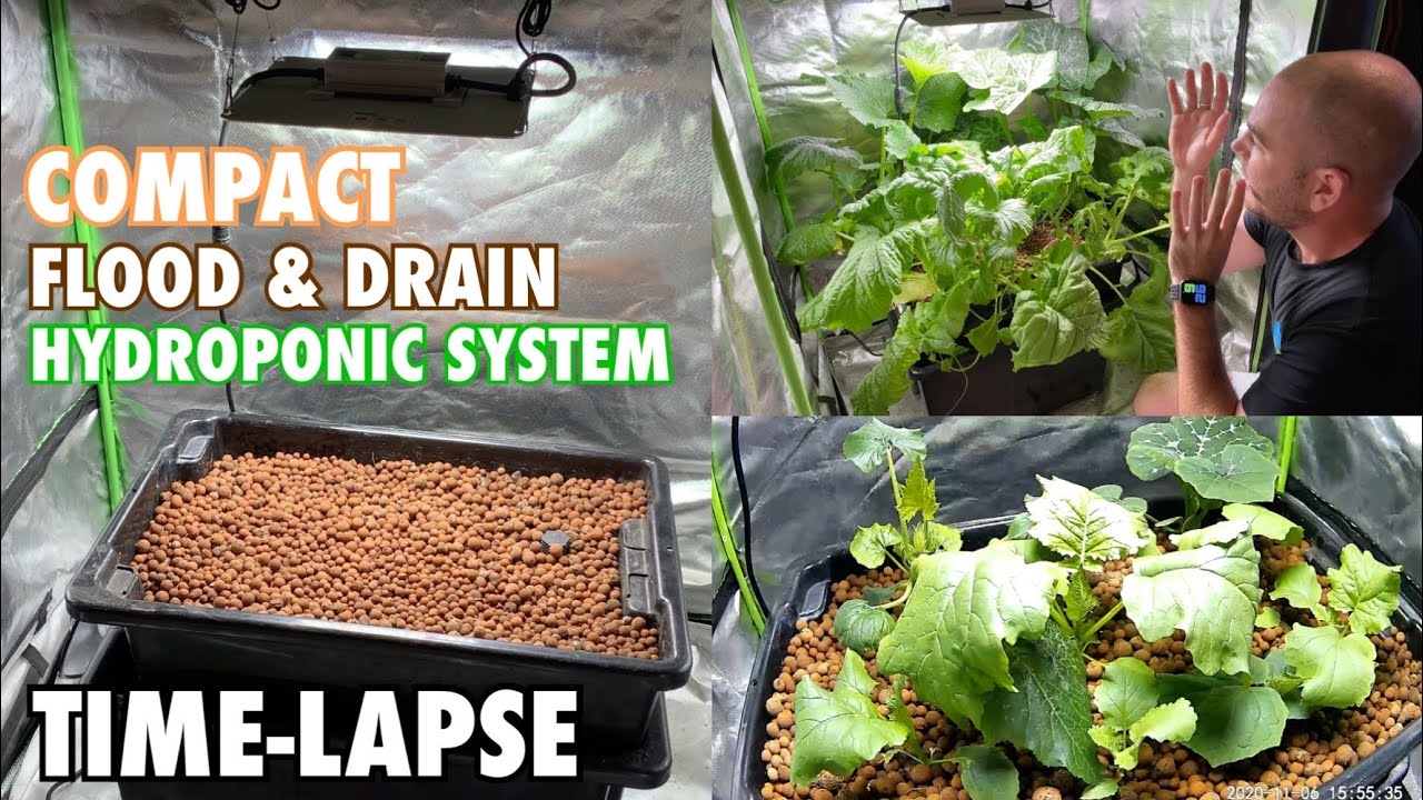 Compact Flood & Drain Hydroponic System Time-lapse Grow