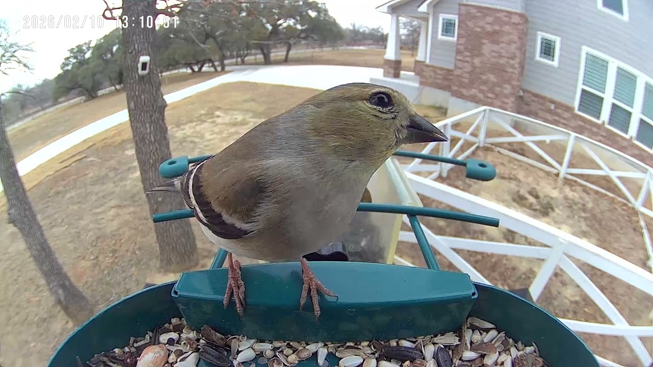 Tiny Goldfinch, Big Feeder