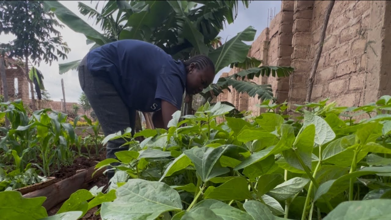 Simple African village Life 🍃||Huge Harvest From Our Kitchen Garden On A Rainy Day 🌧️