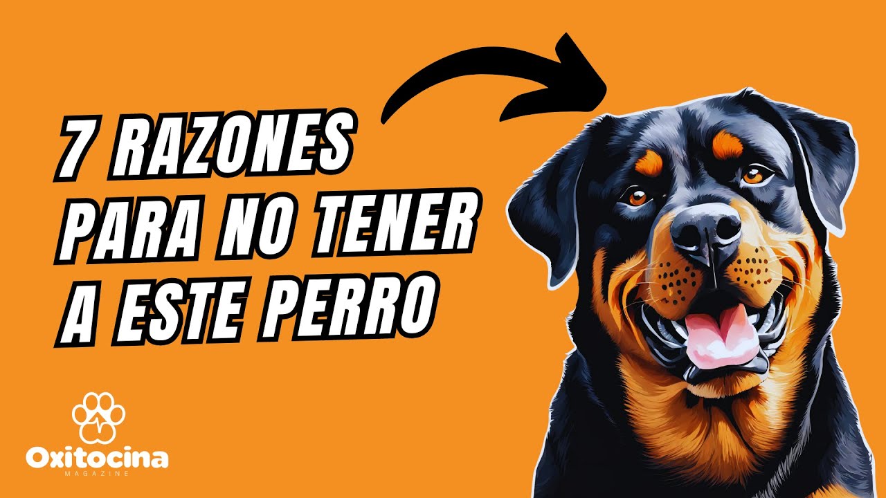 ¿Pensando en tener un Rottweiler? Razones que Deberías Conocer.