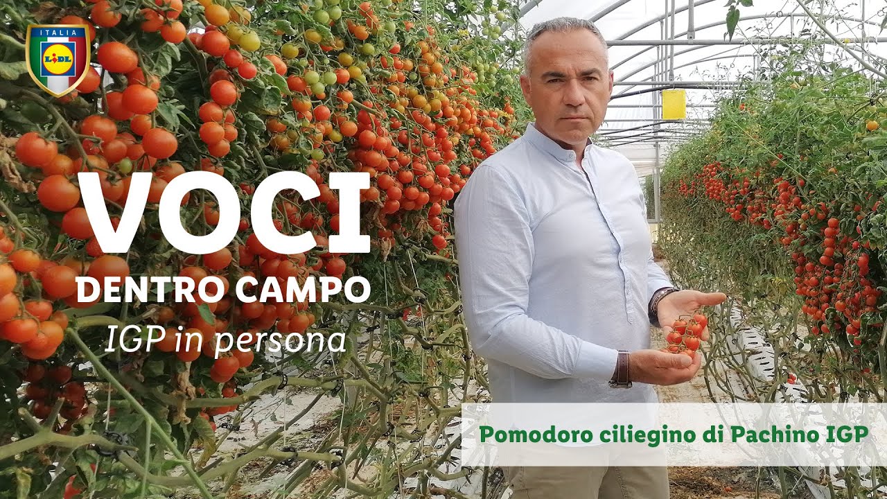 VOCI DENTRO CAMPO: Pomodoro ciliegino di Pachino IGP | Lidl Italia