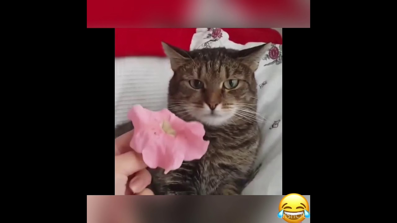 Cat can&rsquo;t handle flower