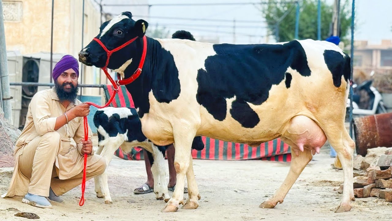 गुजरात स्पेशल 👌👌👌 30 लीटर दूध की 55 गाय गुजरात के लिए। Gill Dairy Farm Sri Ganganagar Rajasthan