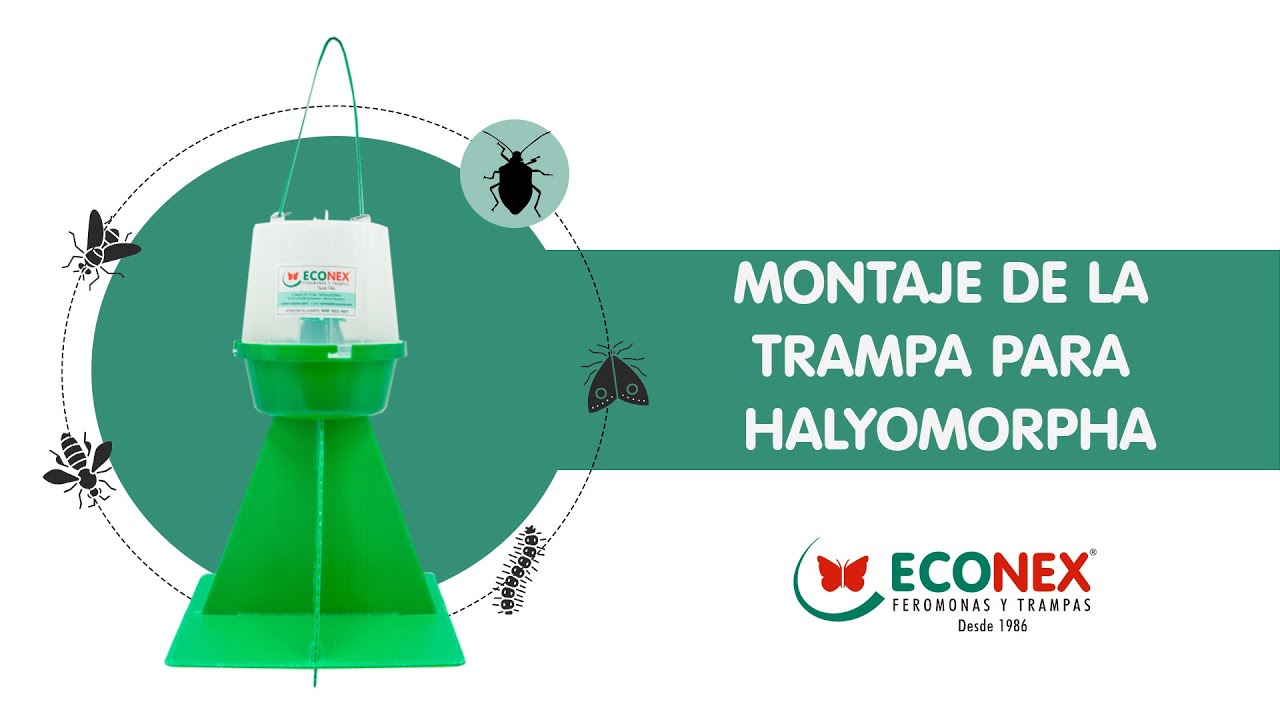 MONTAJE DE  ECONEX TRAMPA PARA HALYOMORPHA
