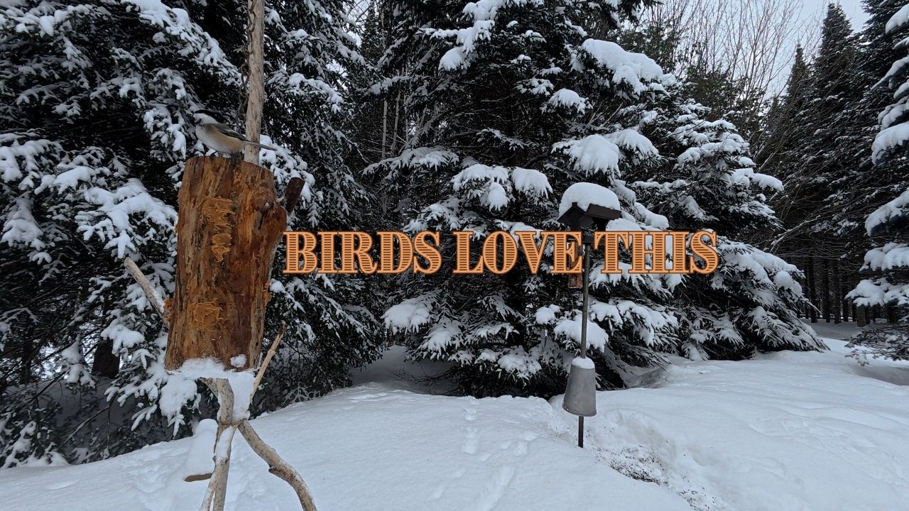 Log Bird Feeder Project | Free and Easy To Make