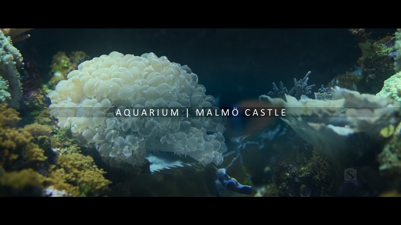 Aquarium | Malmö Castle, Sweden