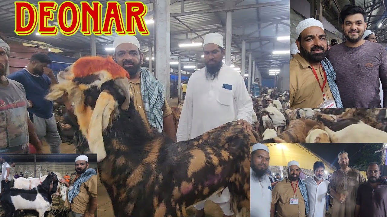 King Shakeel Bhai Deonar Bakra Mandi Night Tour | Saturday Morning Tour | Biggest Mandi.