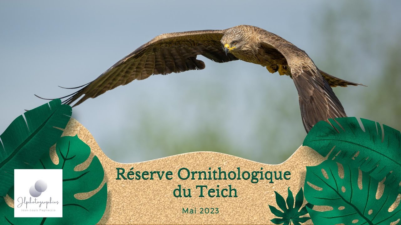 Animalier - Parc Ornithologique du Teich