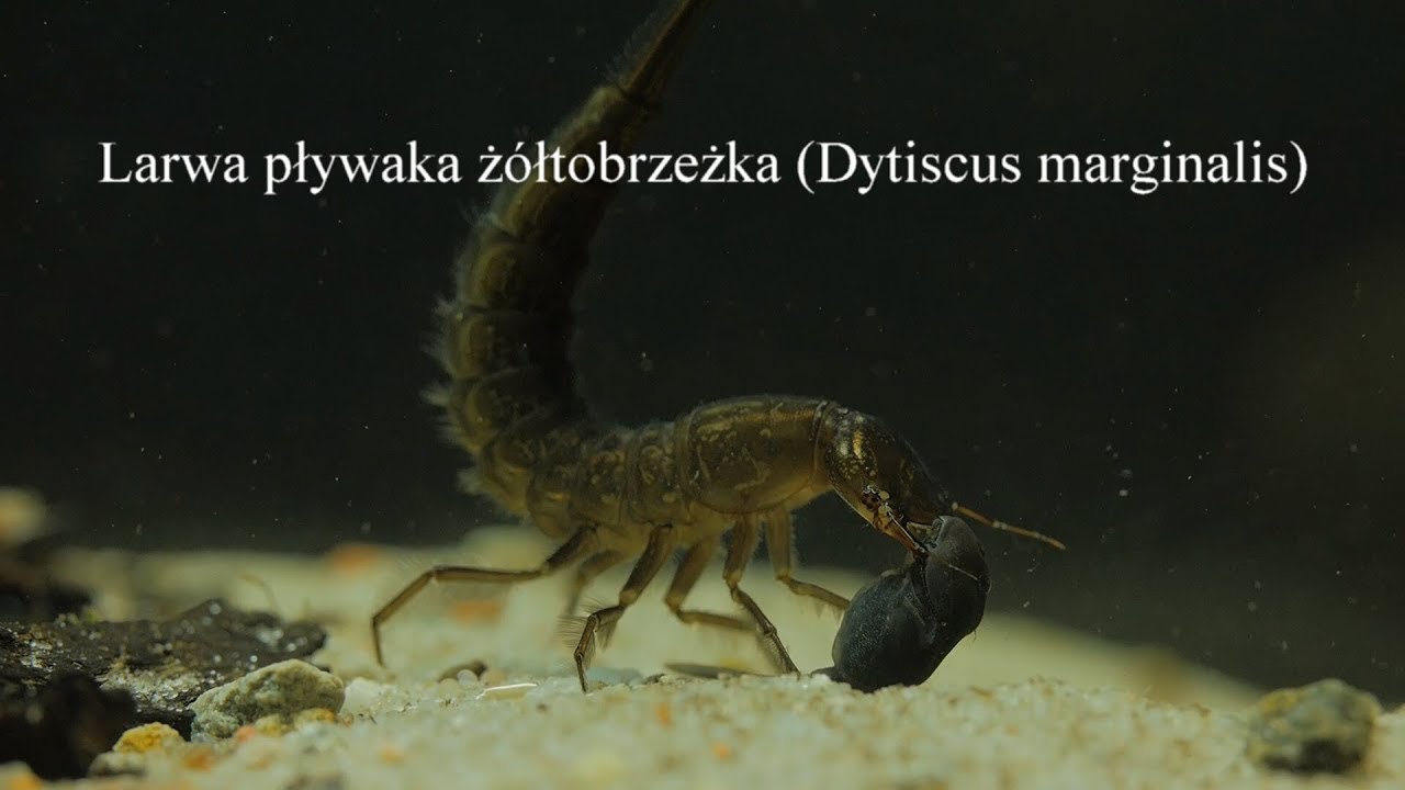 Larwa pływaka żółtobrzeżka (Dytiscus marginalis). Larvae of great diving beetle