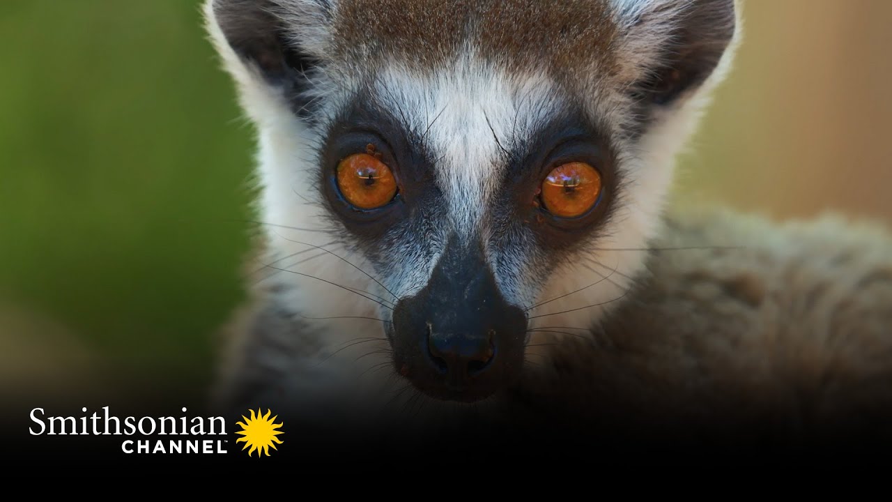 This Lemur Queen isn’t About to Let her Rivals Go Unpunished 👑 Gangs of Lemur Island | Smithsonian