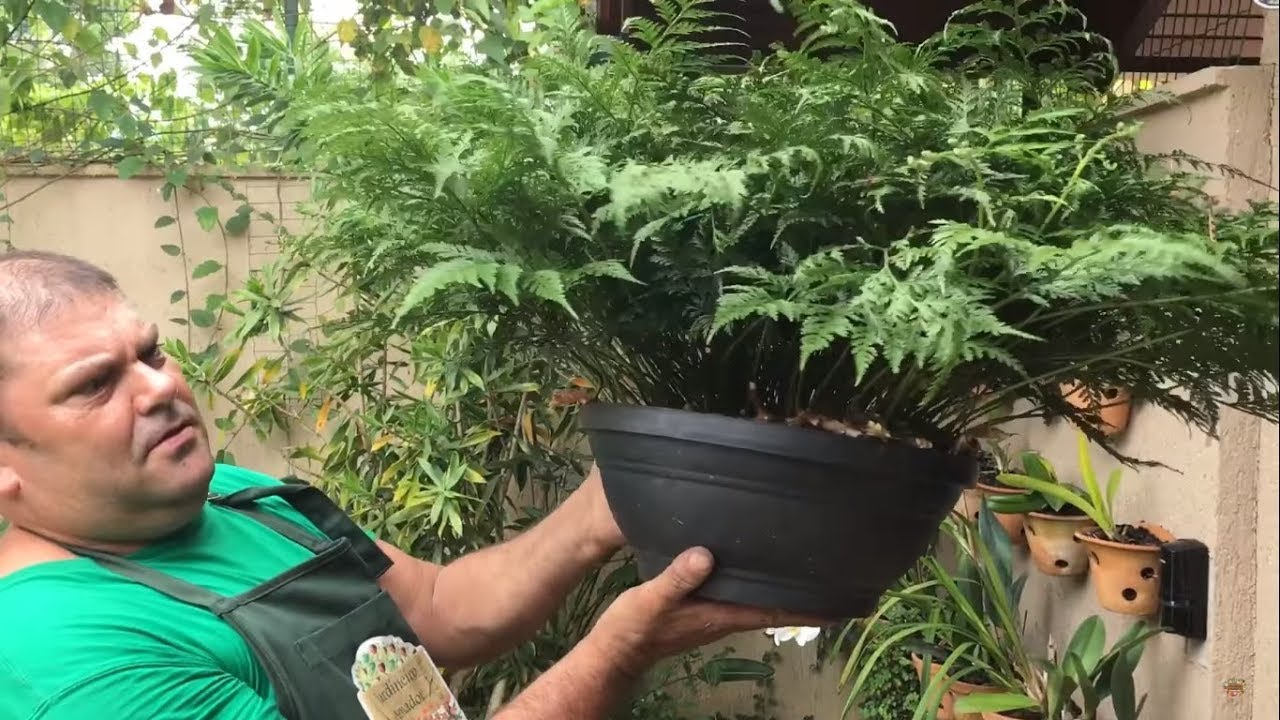 Vídeo ensinando como plantar e cuidar de renda portuguesa