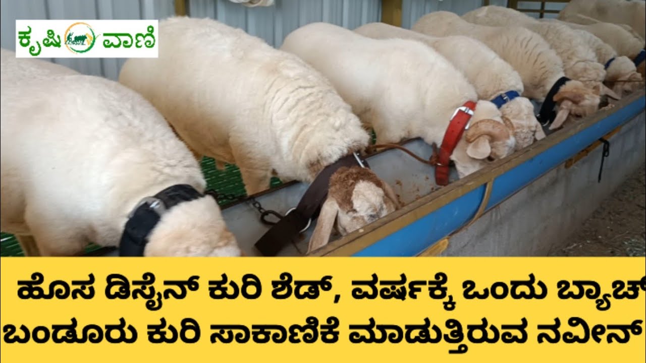 ಹೊಸ ಡಿಸೈನ್ ಕುರಿ ಶೆಡ್, ವರ್ಷಕ್ಕೆ ಒಂದು ಬ್ಯಾಚ್ ಬಂಡೂರು ಕುರಿ ಸಾಕಾಣಿಕೆ ಮಾಡುತ್ತುರುವ ನವೀನ್ | Kuri Sakanike |
