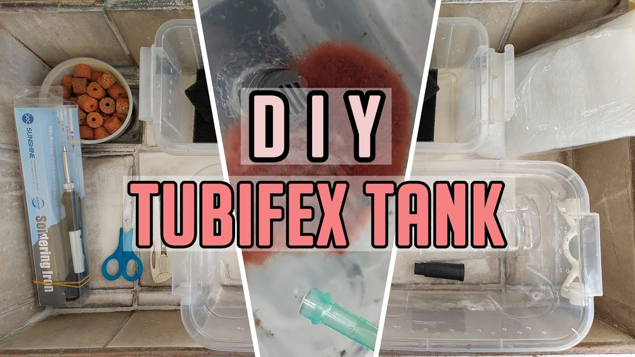 DIY Tubifex Maintenance Tank + Feeding Video