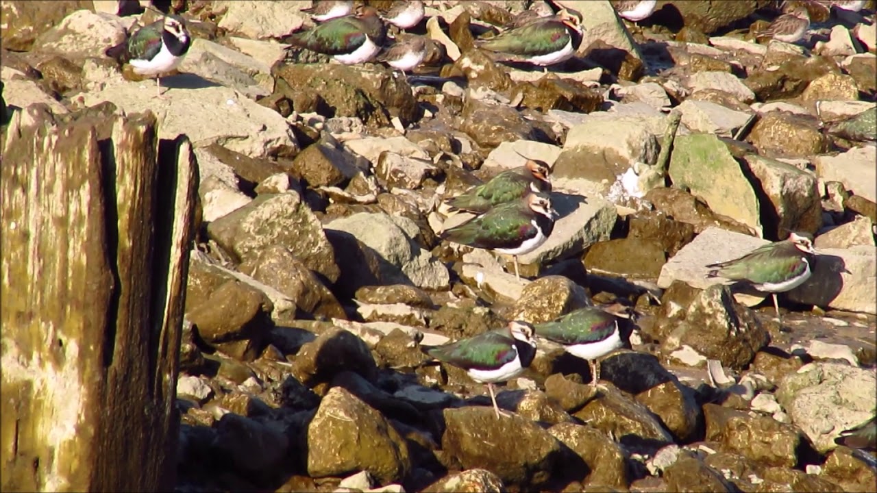 Northern Lapwing