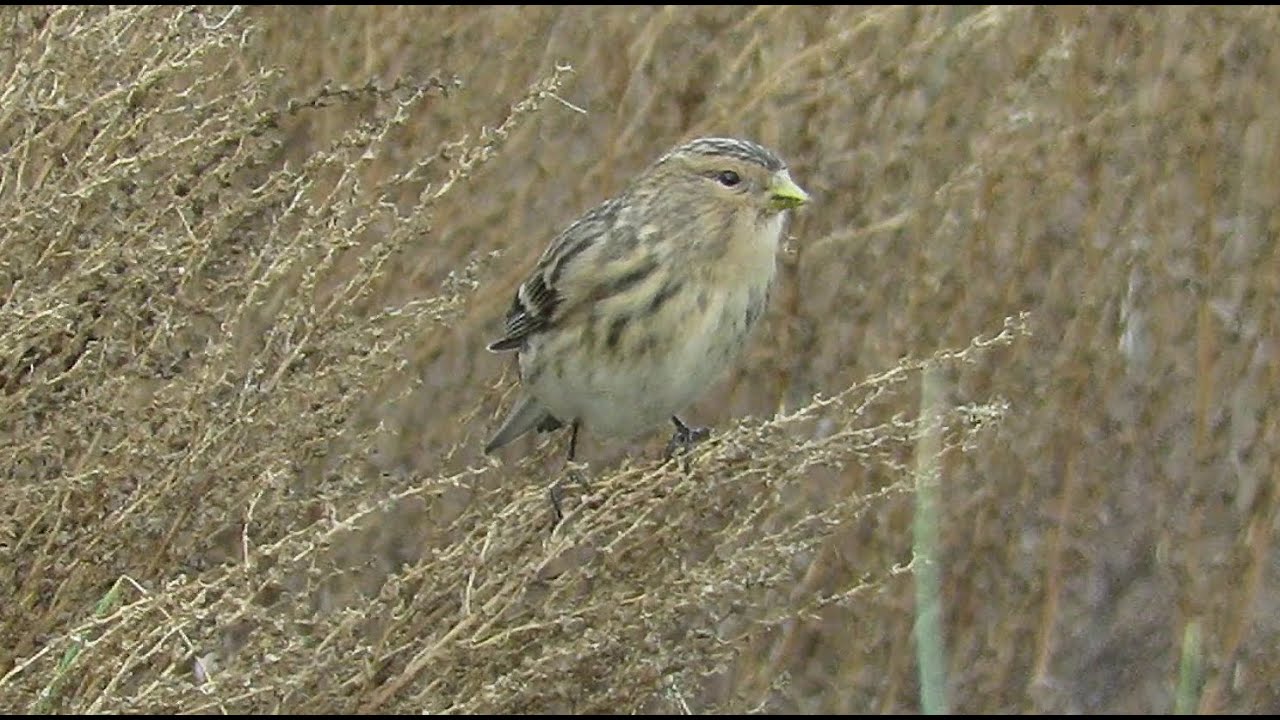Twite - Linaria flavirostris - frater / Zeebrugge - Belgium / November 8, 2025