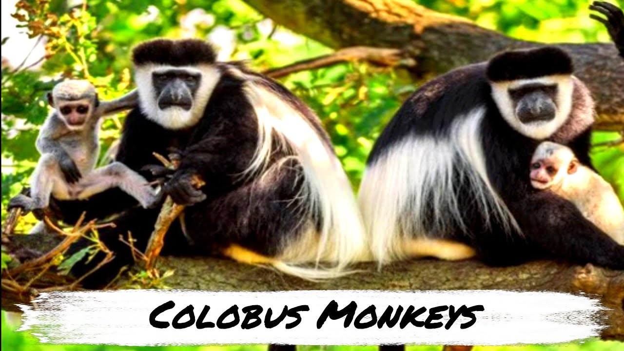 Exploring the World of Colobus Monkeys | Animal Histrology