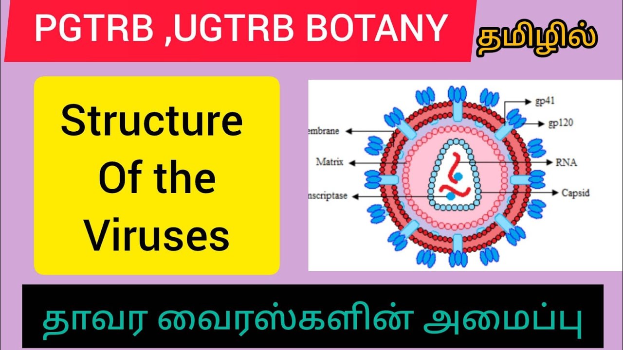 PG TRB, UGTRB  BOTANY ELIGIBILITY TEST/  UNIT 1# VIRUSES  - Structure of viruses/தாவரவியல்,வைரஸ்கள்