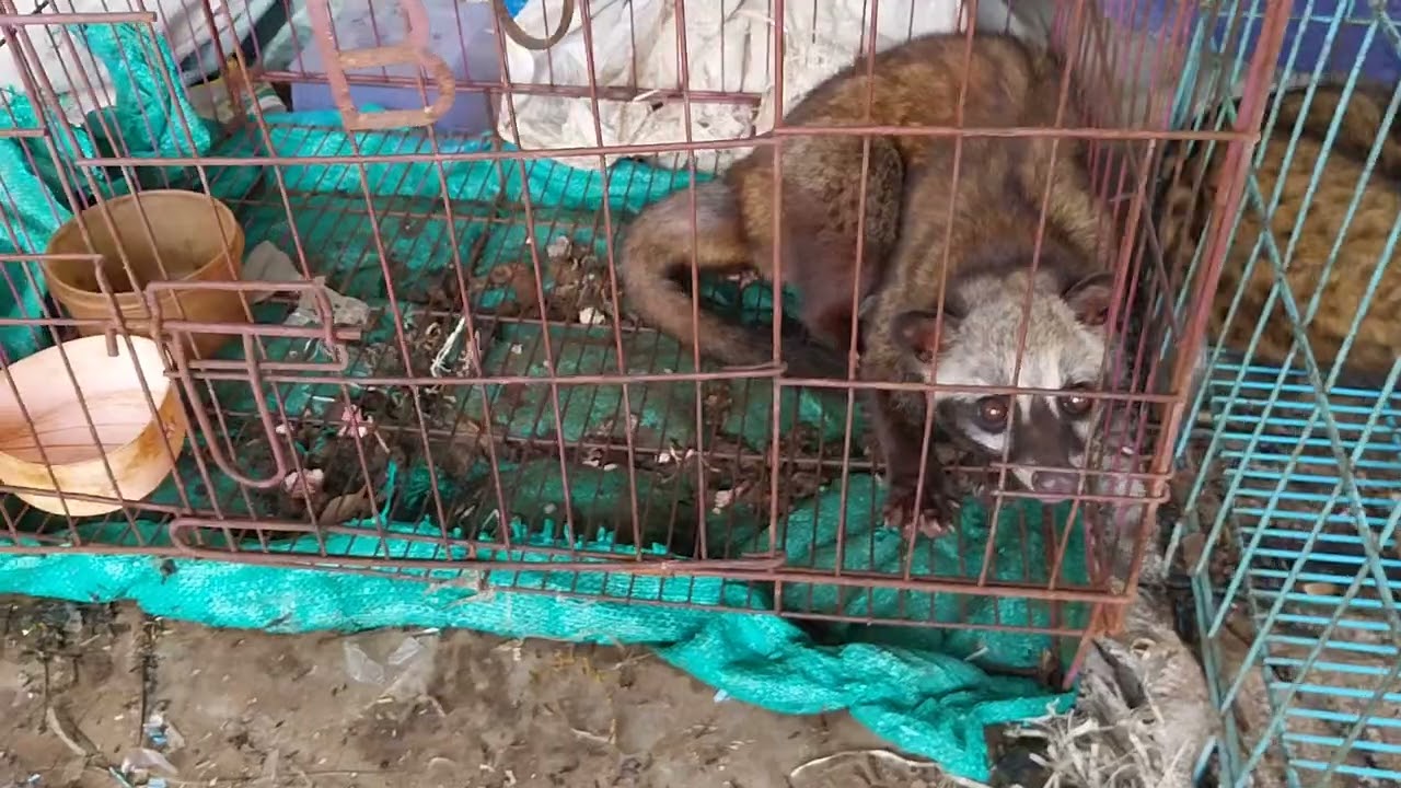 MUSANG 