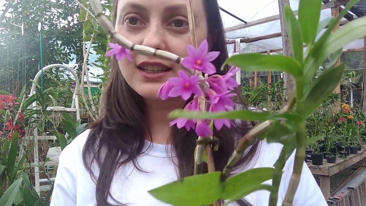 Dicas de cultivo para Dendrobium  goldschmidtianum - MARATONA DO ORQUIDÁRIO EP. 2
