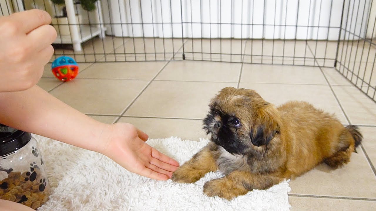How To Train Puppy 