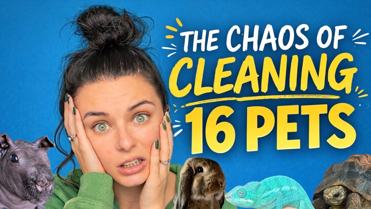 The Chaos of Cleaning 16 Pets