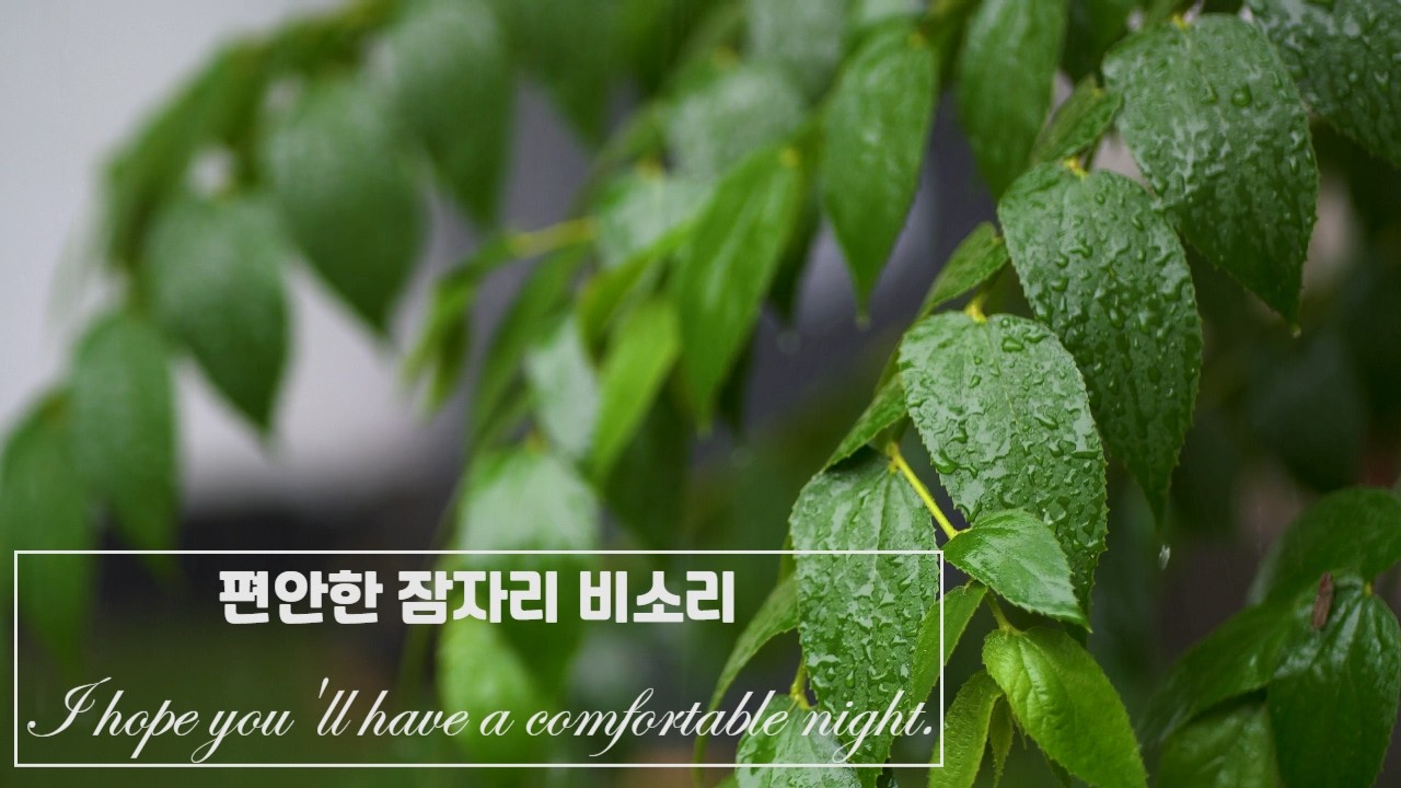 [광고없음]이 빗소리로 바로 잠들수 있을거에요 | 공부·명상·수면에 좋은 빗소리 | Rainy Day Ambience | Study, Focus, Sleep