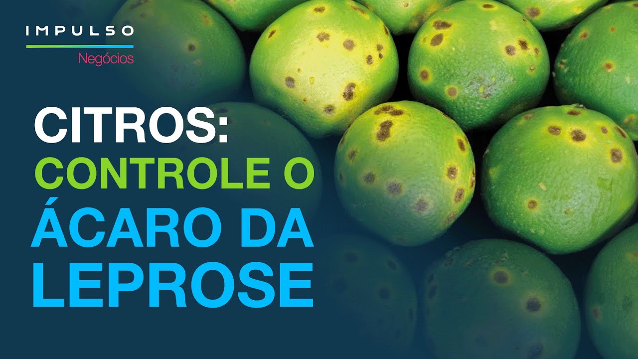Como controlar o ácaro da leprose | Impulso Negócios EP. 135