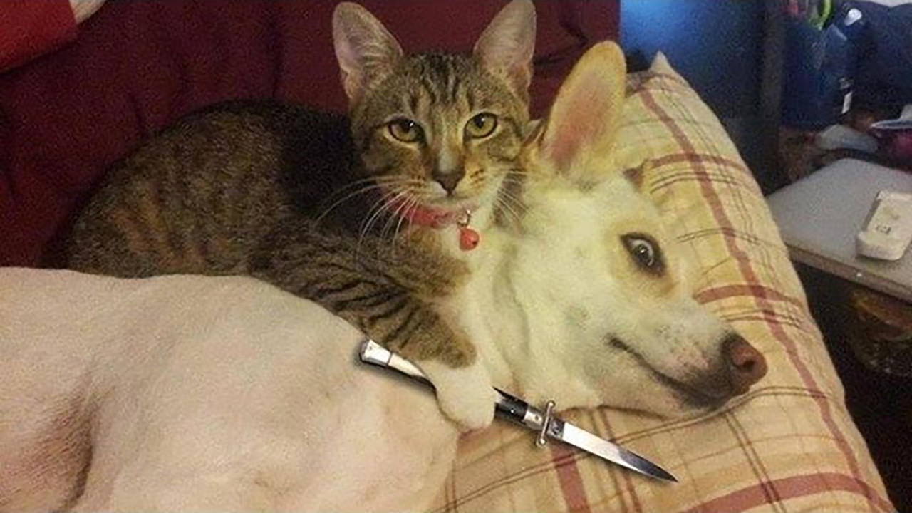 Funny Pet Videos That Make Bad Days Better #62