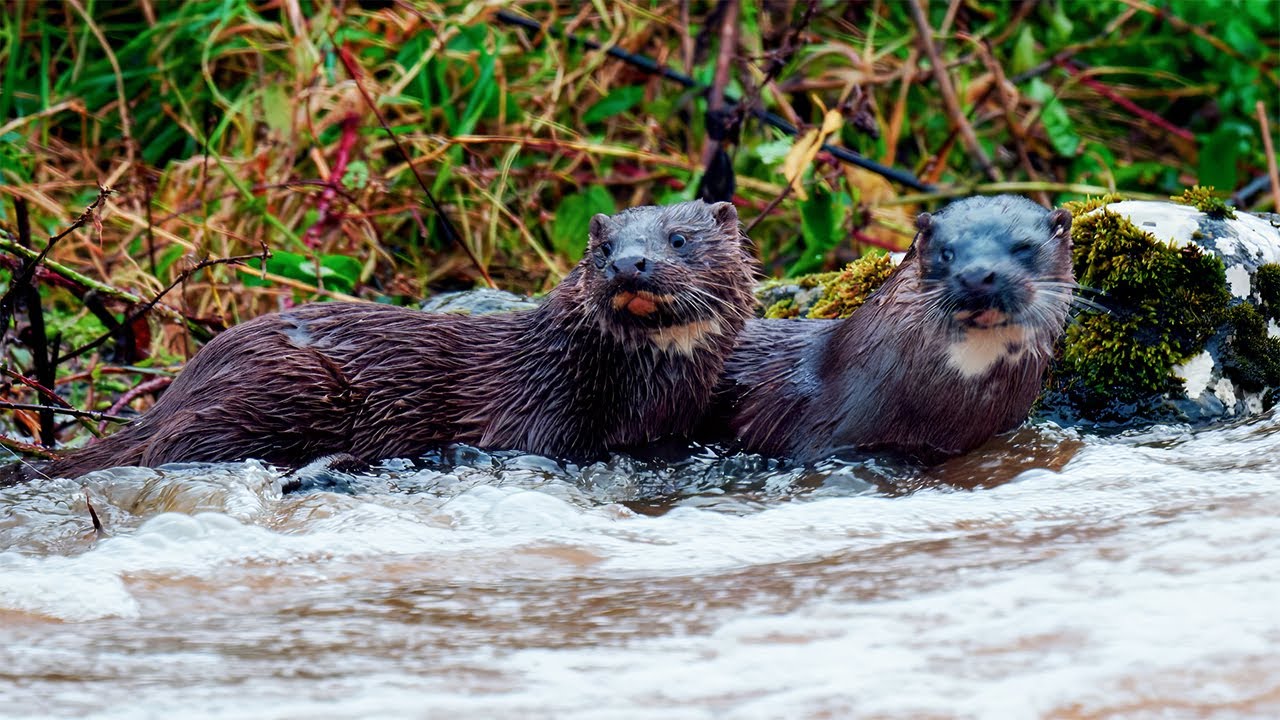 Otters on the River Mulkear, Co. Limerick, November 2025 (4K)
