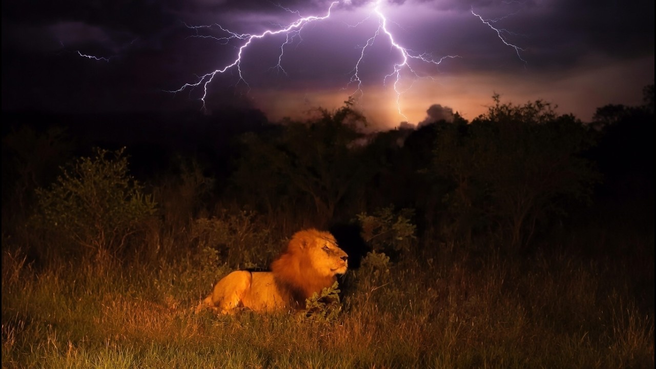 Epic Male Lions Roar During Thunderstorm & Lightning - Khanya Talamati & Nkuhuma Males | Today