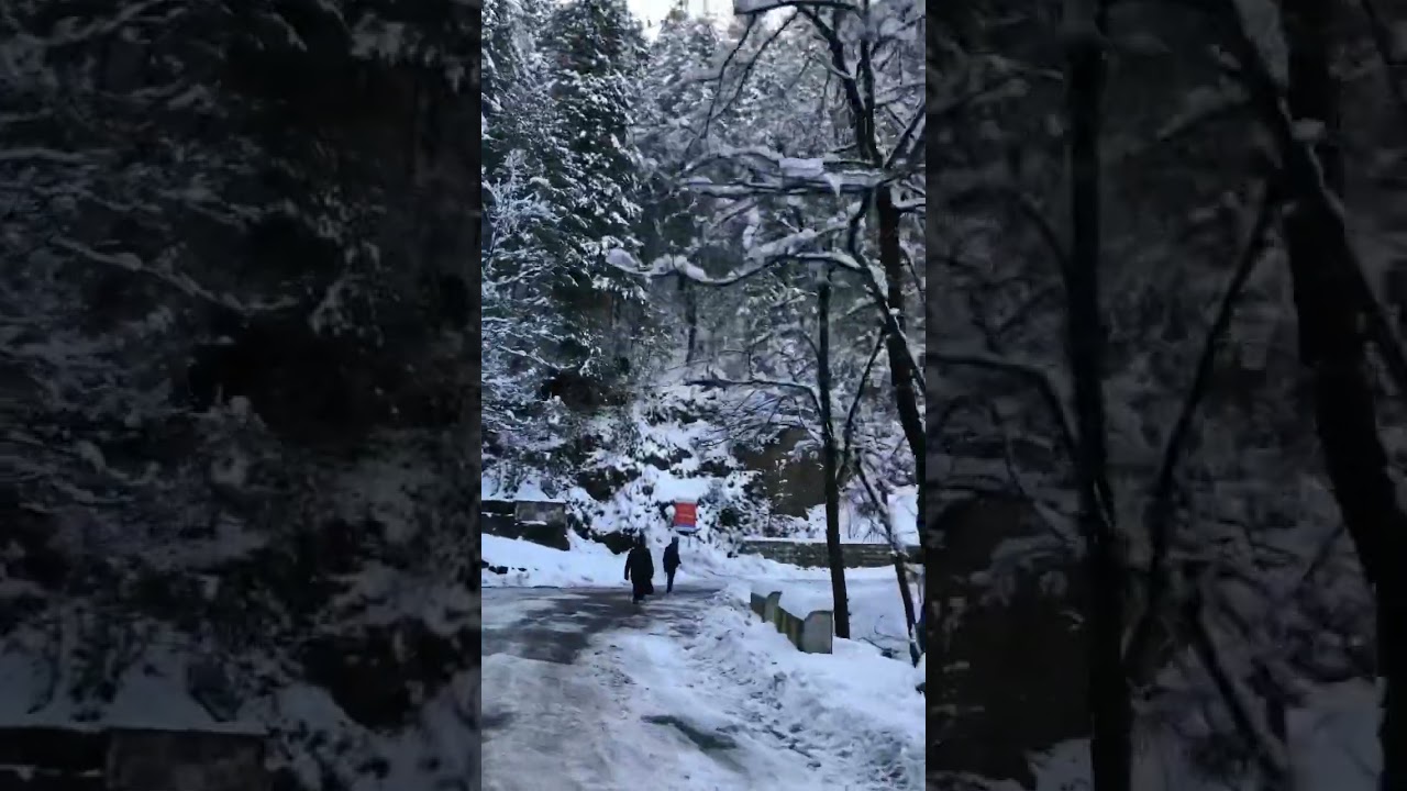 Cold outside 🥶🥶🥶 #shorts #youtubeshorts #viral #trending #winter #cold #snow  #snowtrees