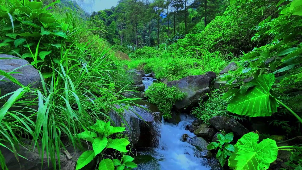 Relaxing Mountain Stream Sounds Flowing Water Nature Ambience and White Noise for Sleep