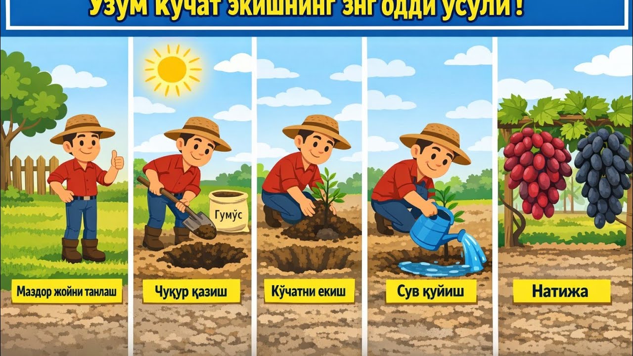 Узум Кучат Екишни Енг Осон Усули