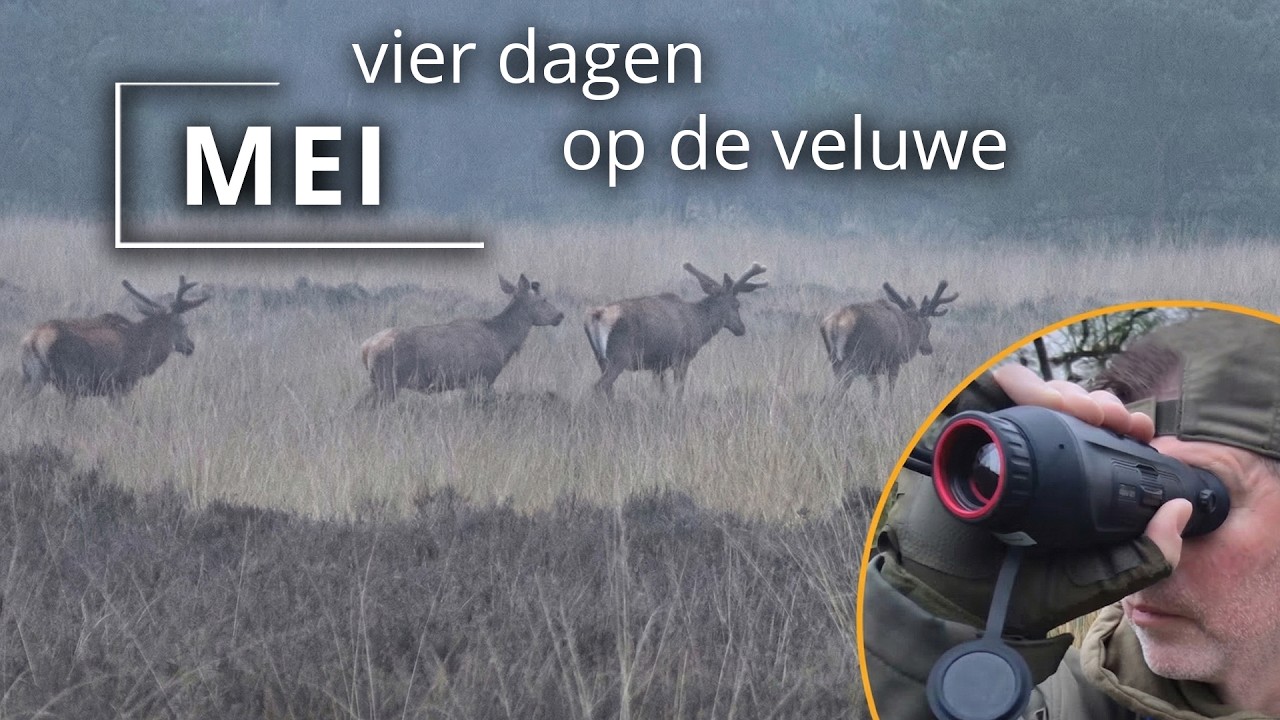 #102 - MEI - vier dagen op de veluwe Afl.1 - roedels edelherten en wilde zwijnen