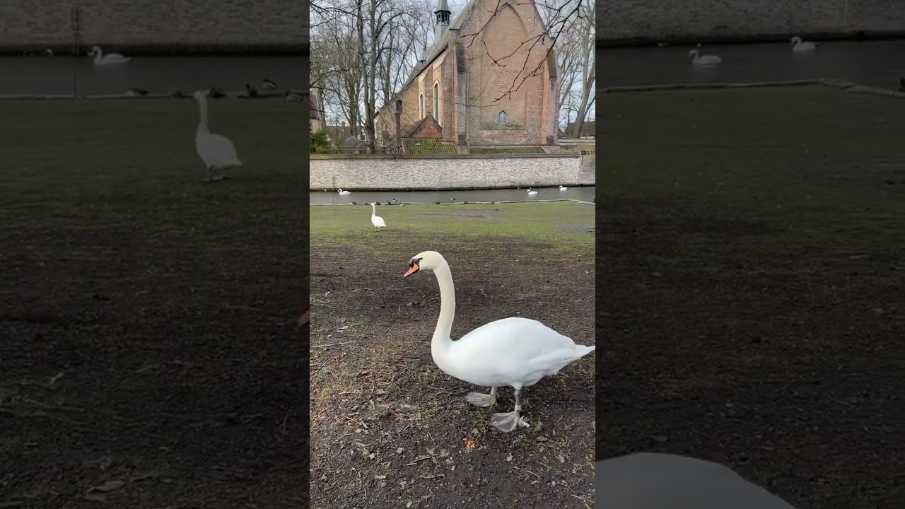 Brugge Bel&ccedil;ika #brugge #belgium #youtube #travel #youtubeshorts #summer#belcika