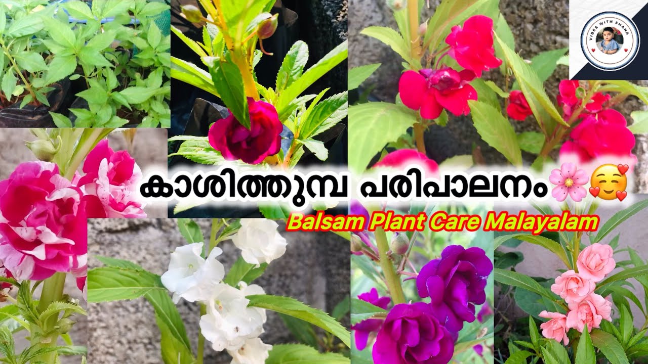 കാശിത്തുമ്പ പരിപാലനം🌸🥰/Balsam Plant Care Malayalam #balsam