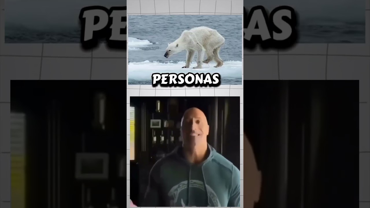 Se extinguieron los osos polares? 