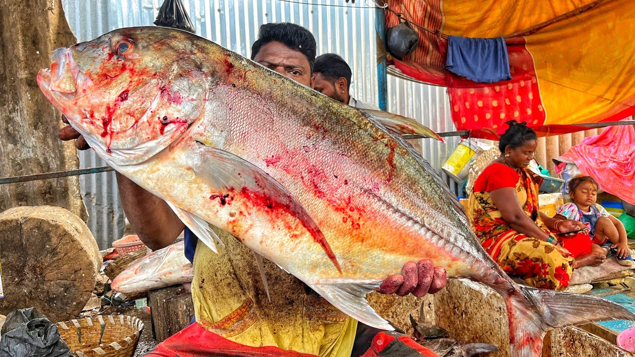 KASIMEDU 🔥 SPEED SELVAM | HUGE TRAVELLY FISH CUTTING VIDEO | 4K VIDEO | KM FISH CUTTING