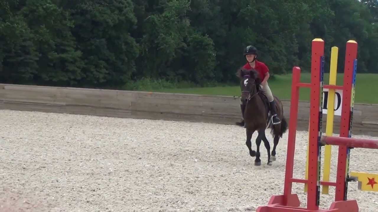 Dartmoor Pony has LIttle Springers on his Heels!