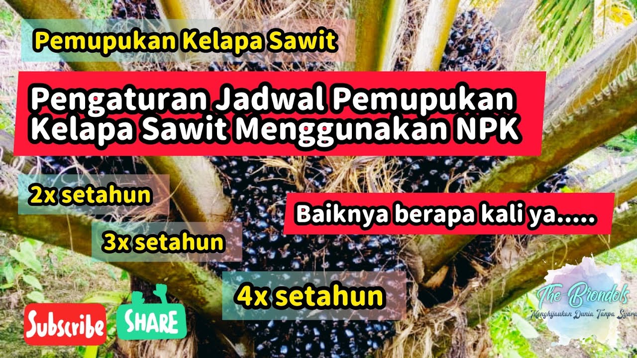 Pemupukan Kelapa Sawit || Penyusunan Jadwal Pemupukan Kelapa Sawit dengan NPK ||