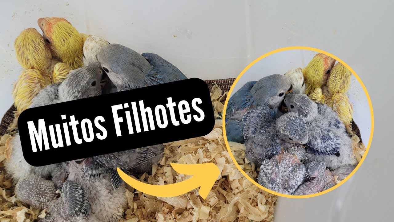 Quando Tirar Filhotes de Agapornis Roseicollis do Ninho (Agapornis)